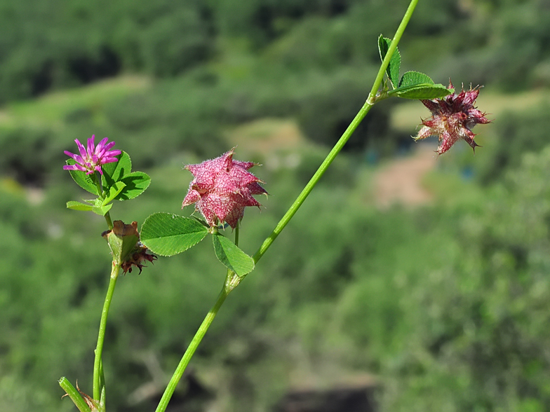 Trifolium resupinatum