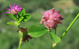 Trifolium resupinatum