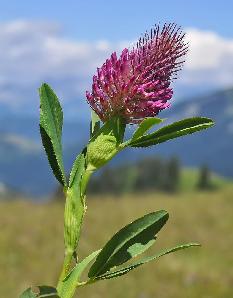 Trifolium rubens