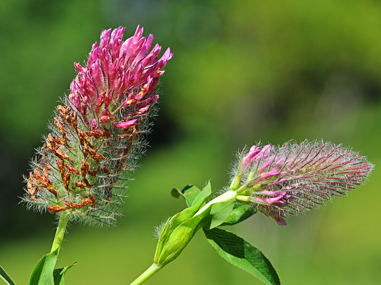 Trifolium rubens