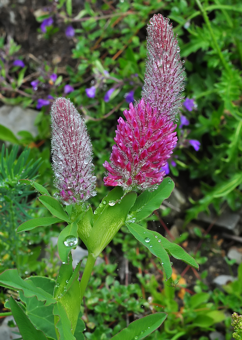 Trifolium rubens