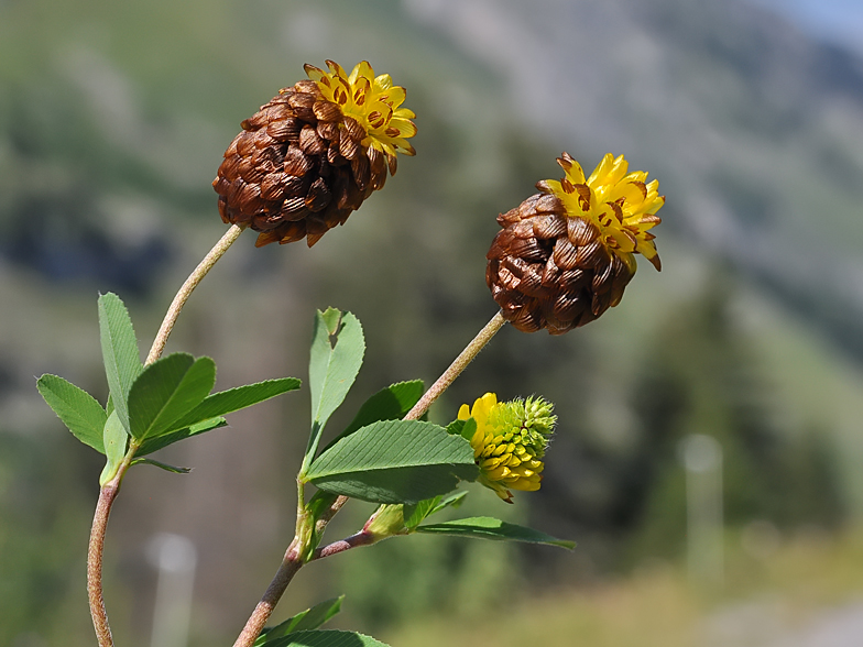 Trifolium spadiceum