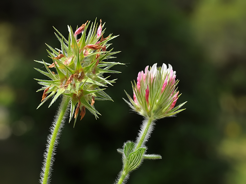 Trifolium stellatum