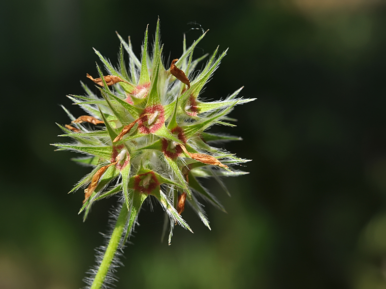 Trifolium stellatum