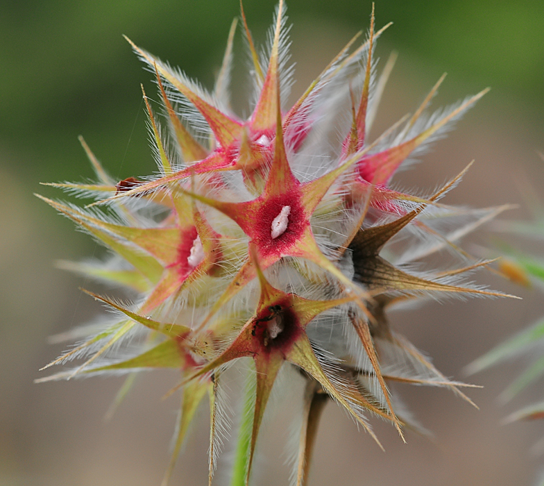 Trifolium stellatum