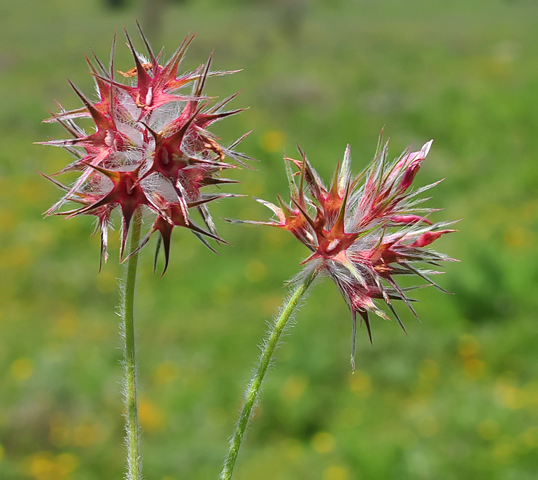 Trifolium stellatum