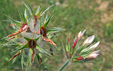 Trifolium stellatum