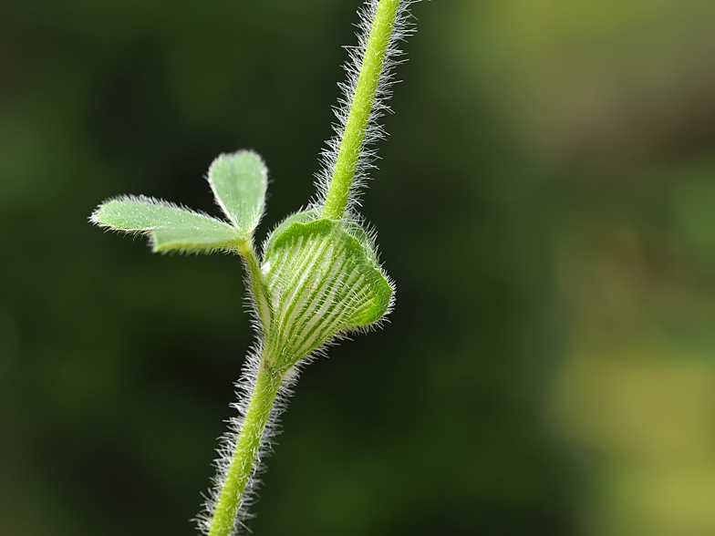 Trifolium stellatum