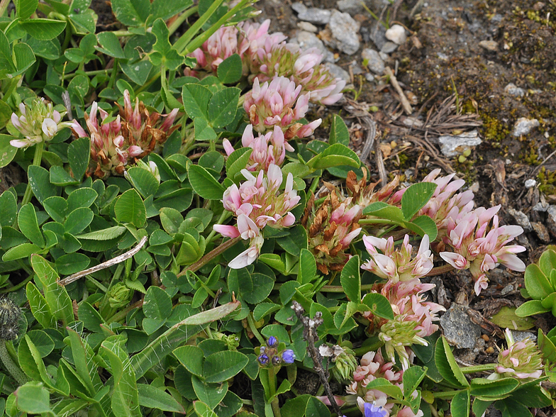 Trifolium thalii