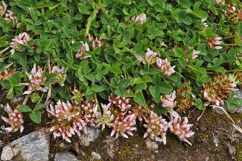 Trifolium thalii