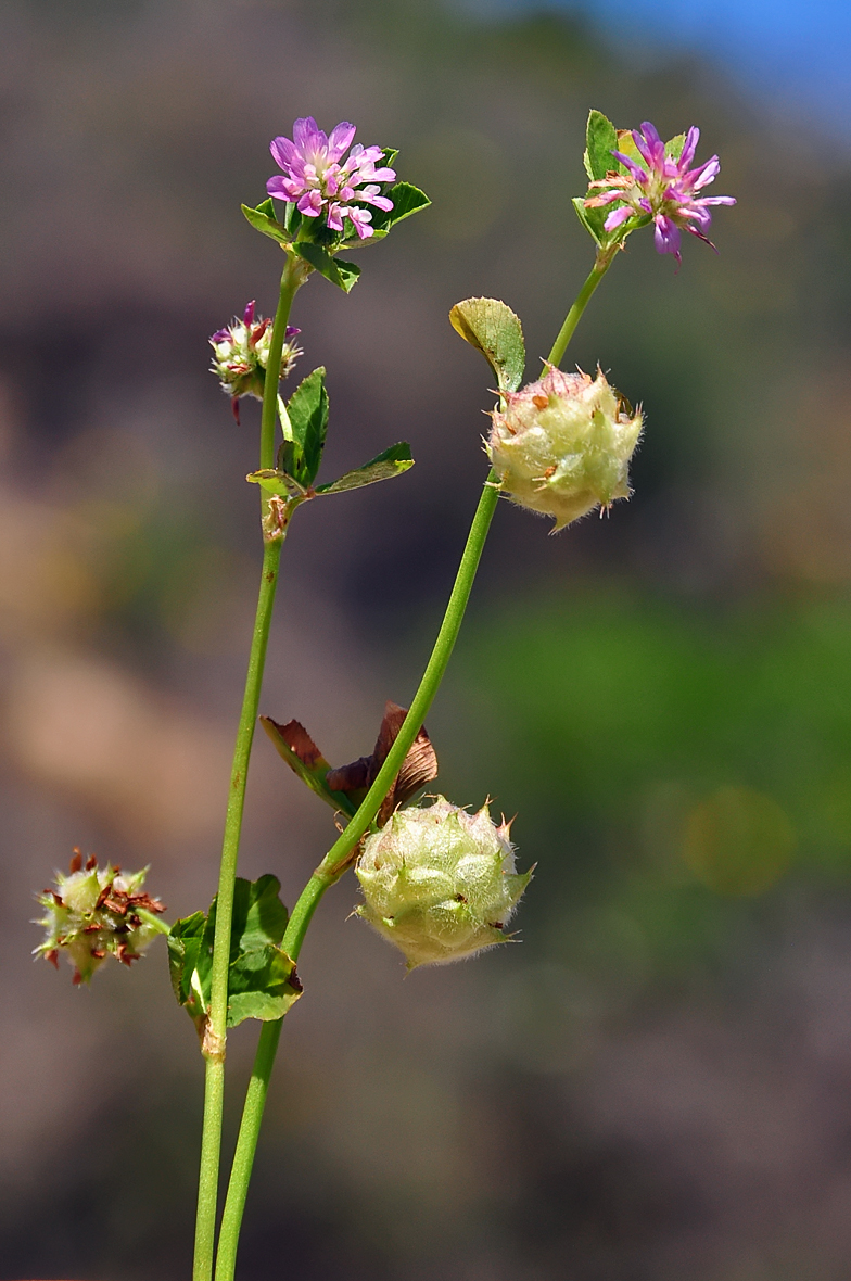 Trifolium tomentosum