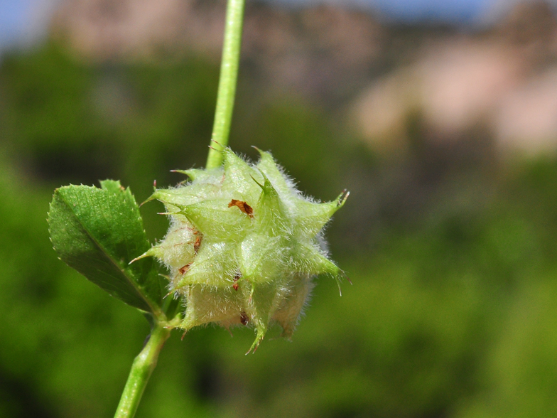 Trifolium tomentosum