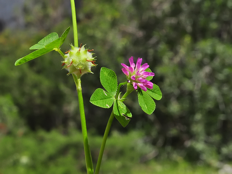 Trifolium tomentosum