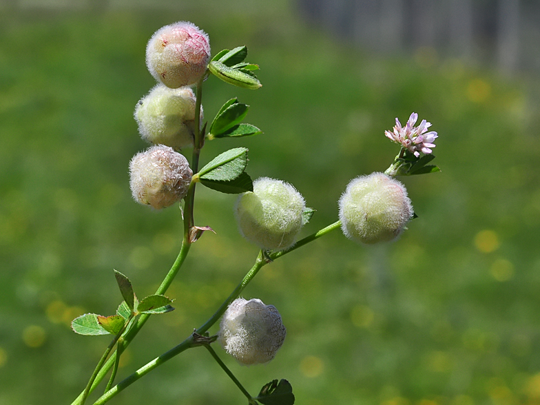 Trifolium tomentosum