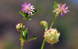 Trifolium tomentosum