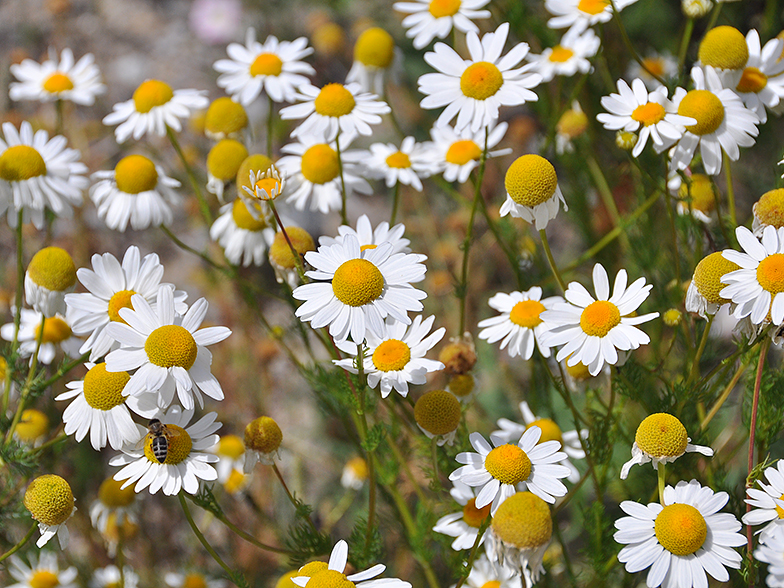 Tripleurospermum inodorum