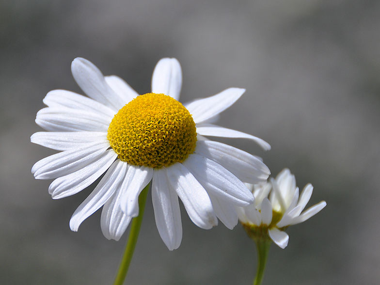 Tripleurospermum inodorum