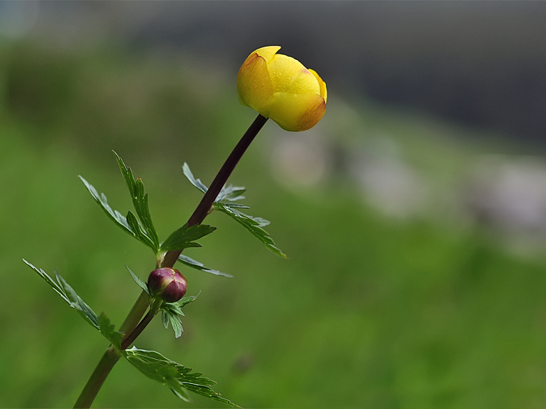 Trollius europaeus