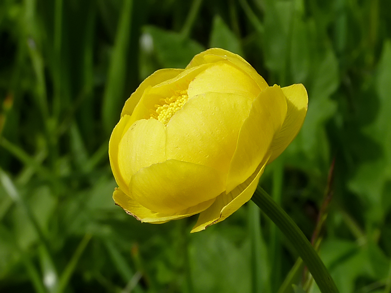 Trollius europaeus