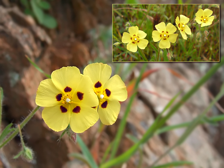 Tuberaria guttata