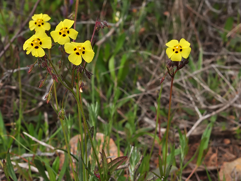 Tuberaria guttata