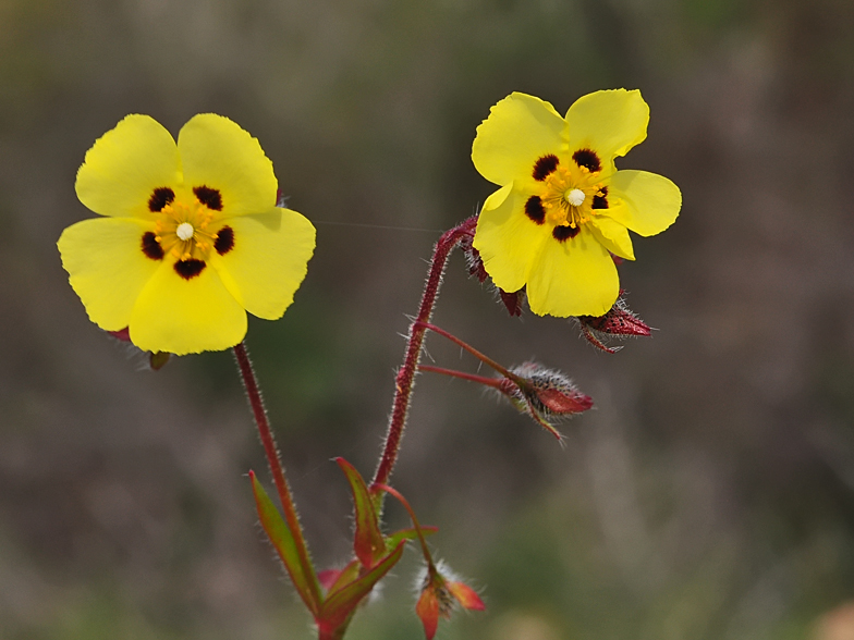 Tuberaria guttata