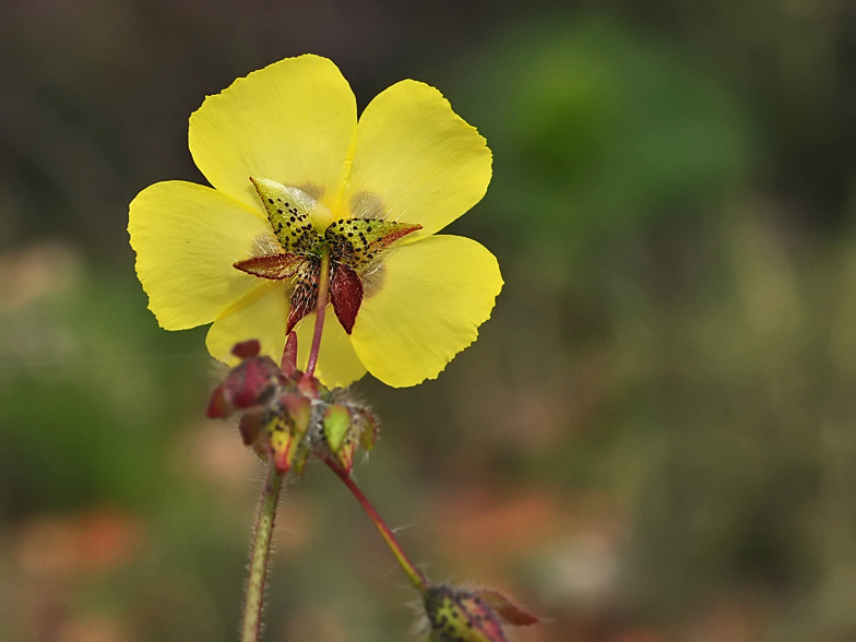 Tuberaria guttata