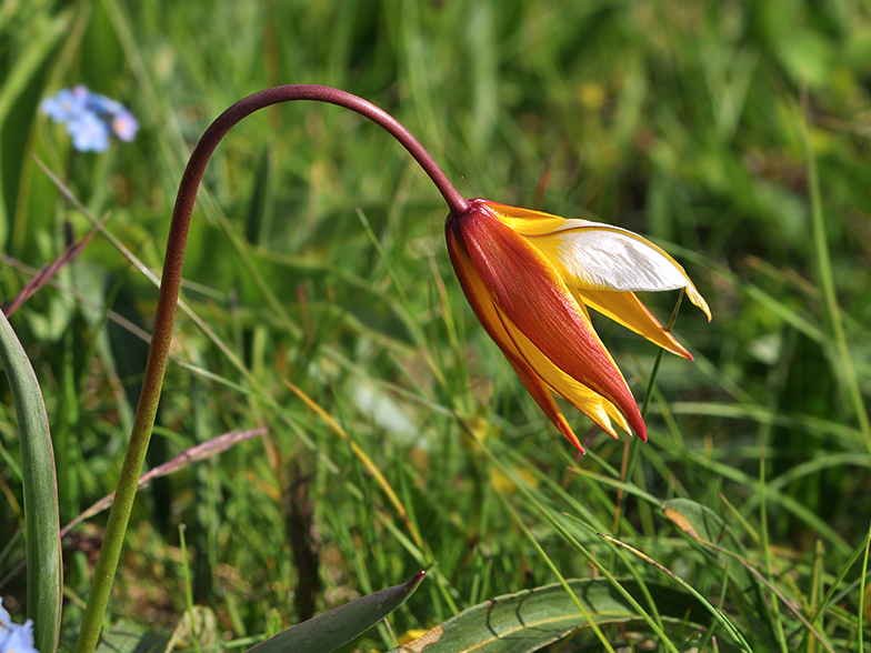 Tulipa australis