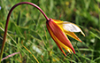 Tulipa australis