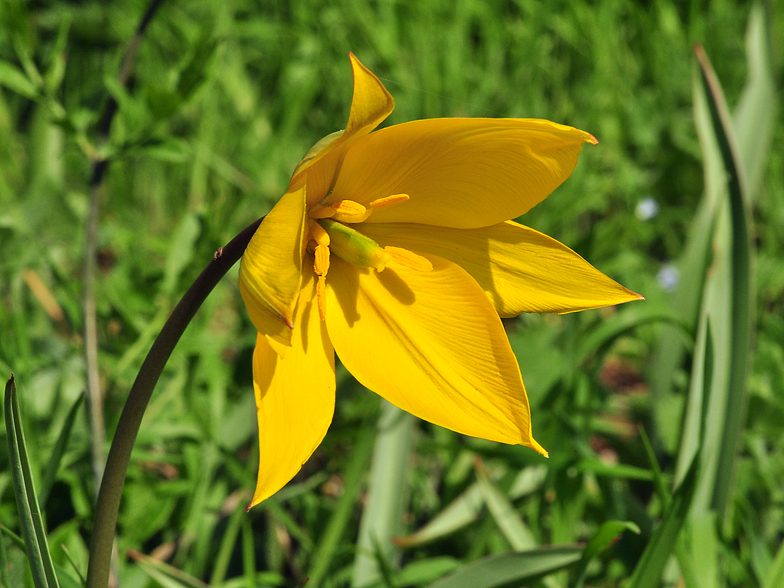 Tulipa sylvestris ssp. sylvestris