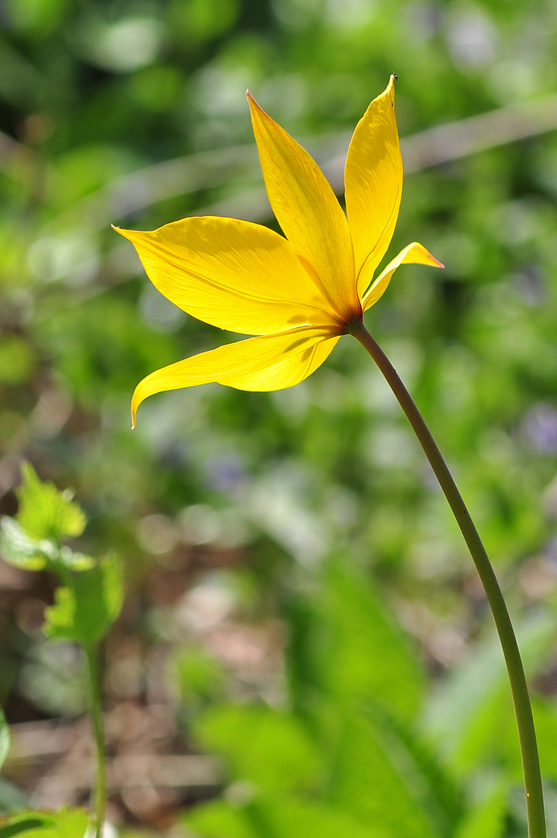 Tulipa sylvestris ssp. sylvestris