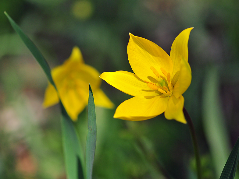 Tulipa sylvestris ssp. sylvestris