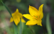 Tulipa sylvestris