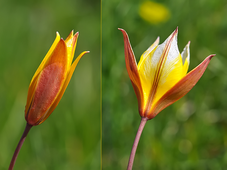 Tulipa australis