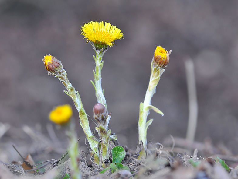 Tussilago farfara