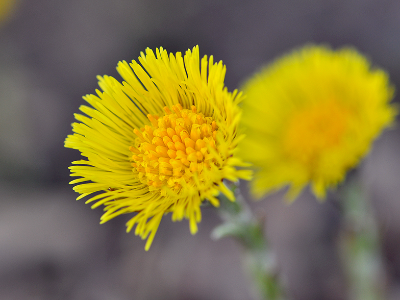 Tussilago farfara