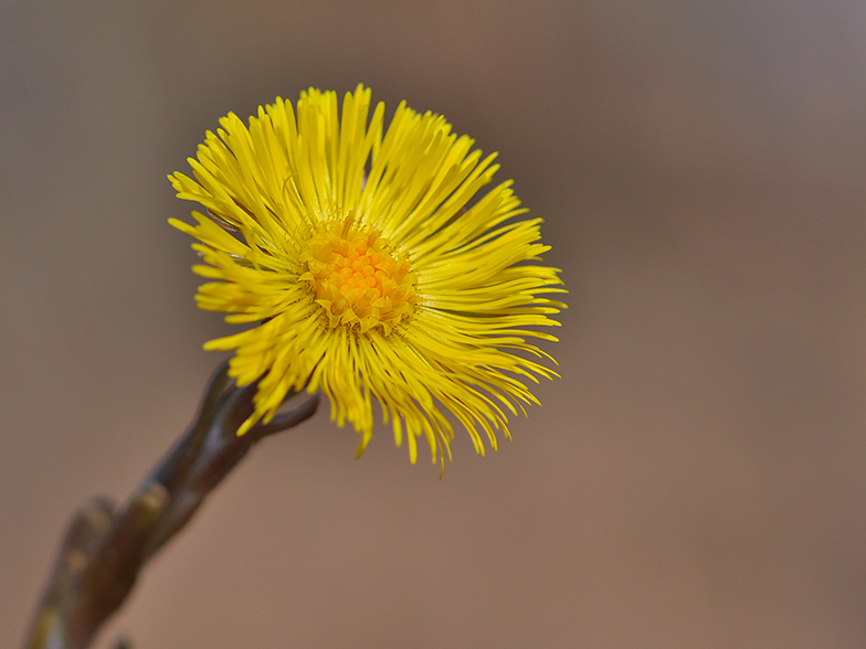 Tussilago farfara