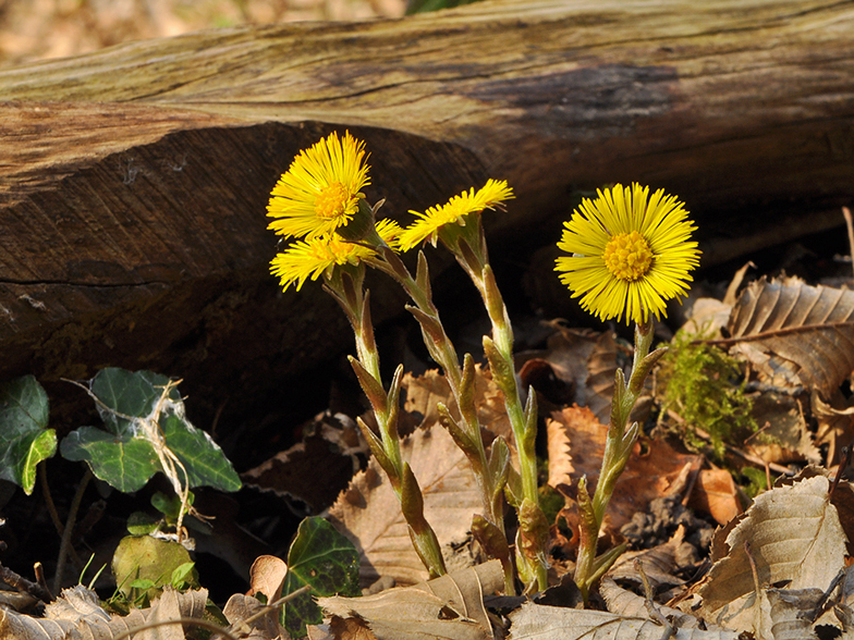 Tussilago farfara