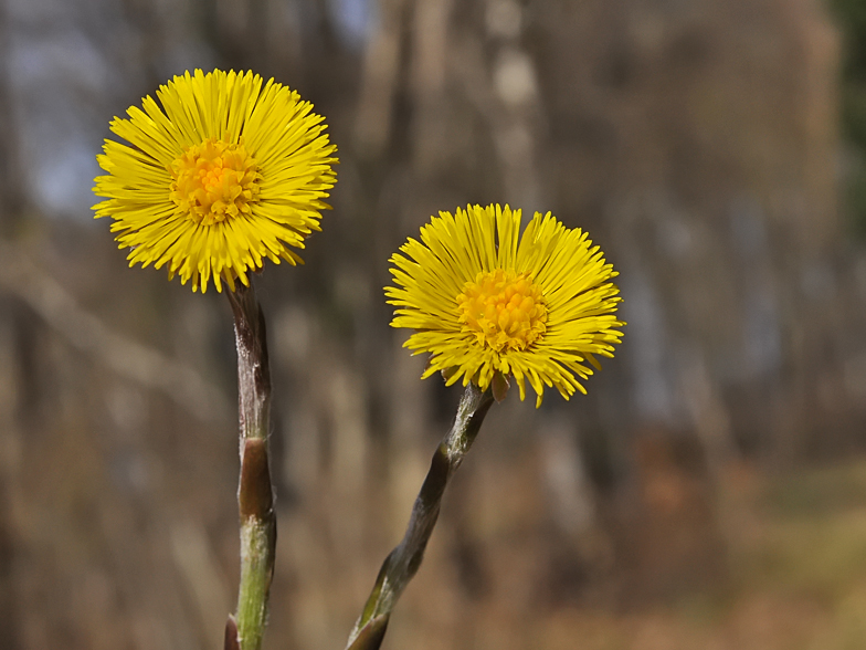 Tussilago farfara