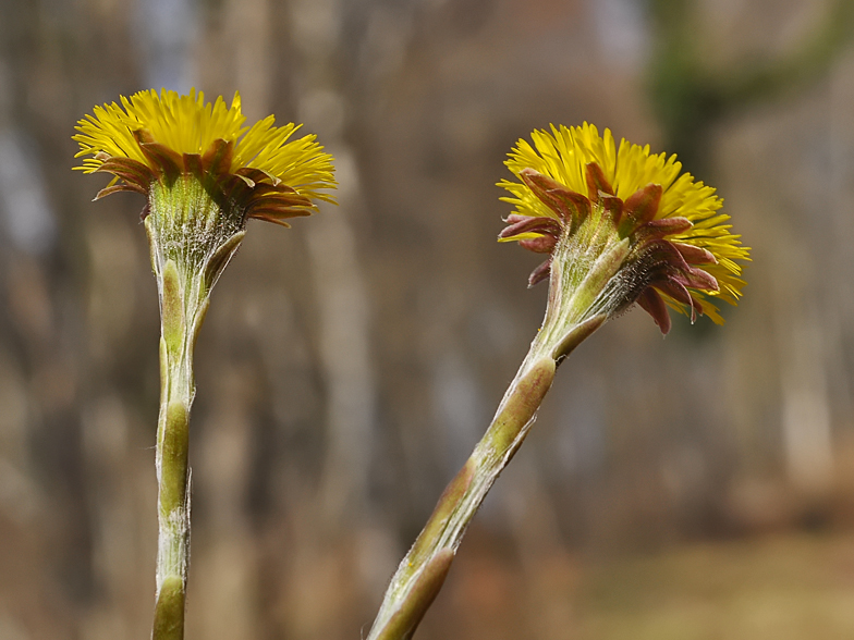 Tussilago farfara