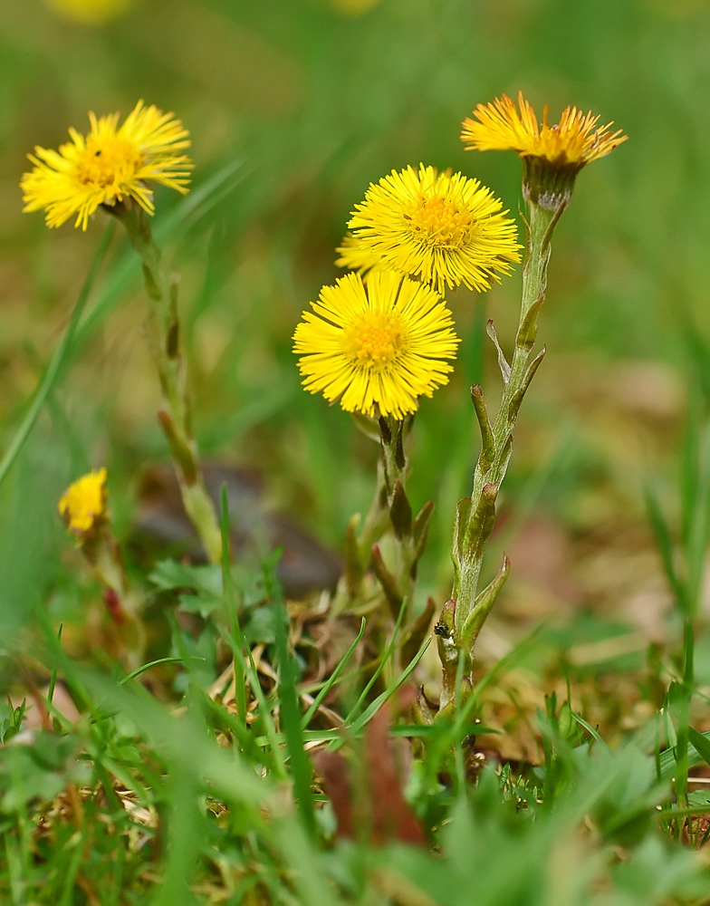 Tussilago farfara