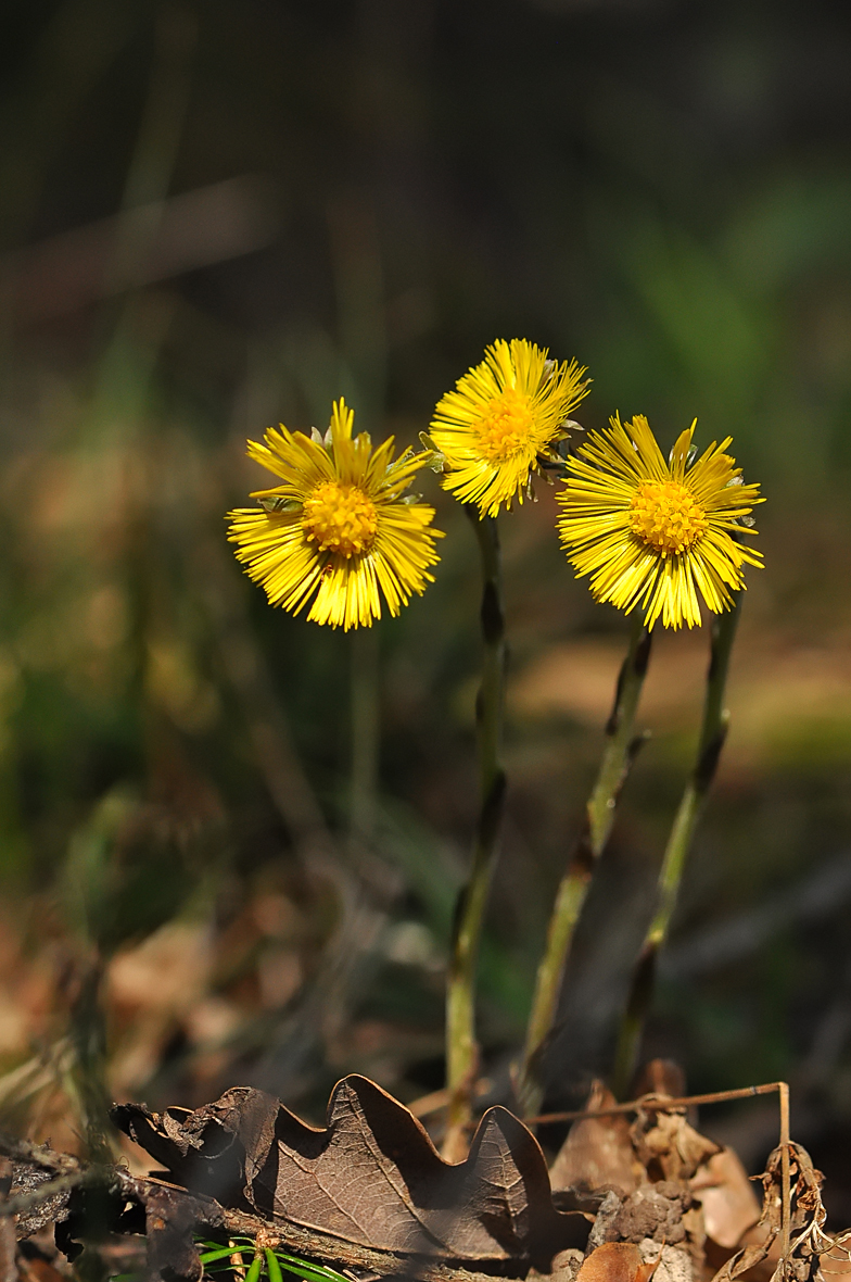 Tussilago farfara