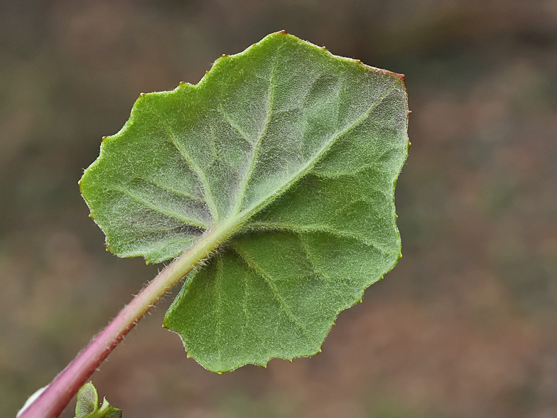 Tussilago farfara