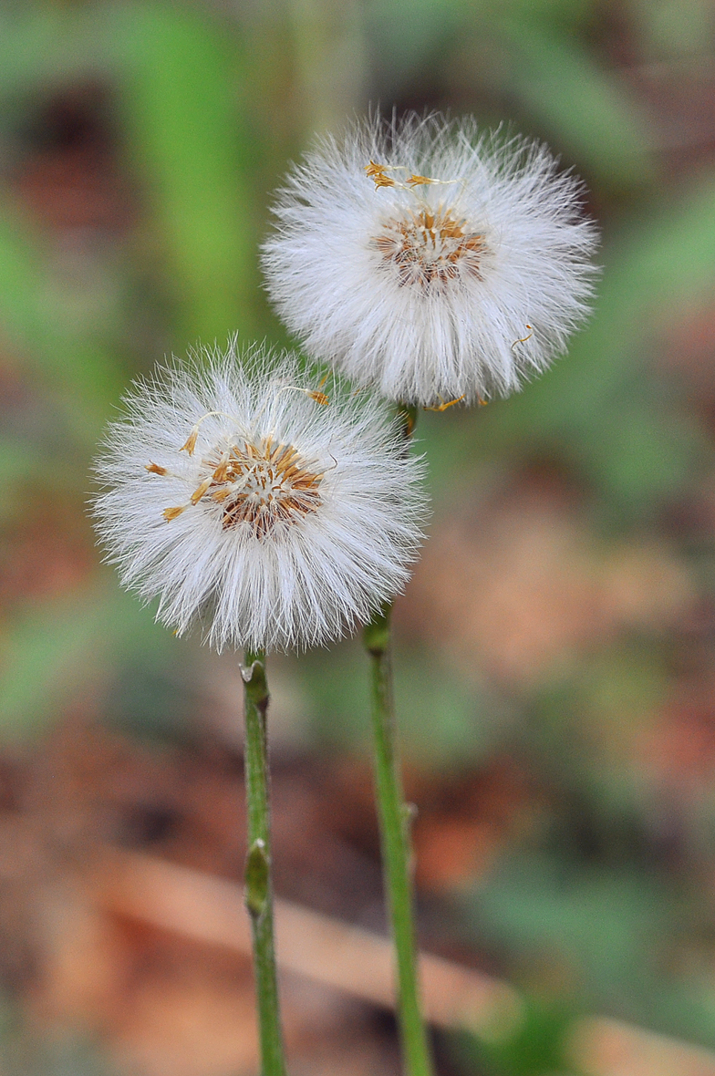 Tussilago farfara