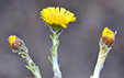 Tussilago farfara