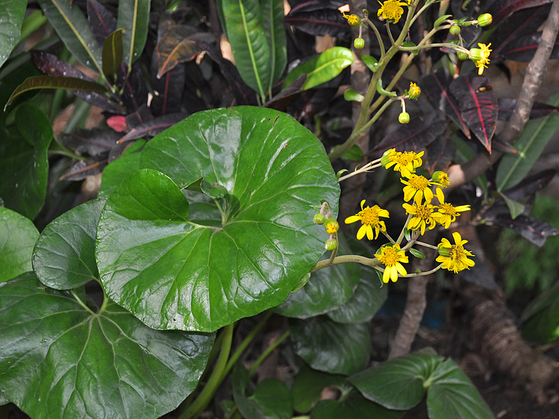 Tussilago japonica