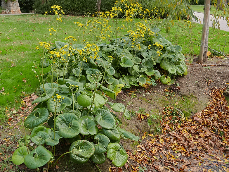 Tussilago japonica