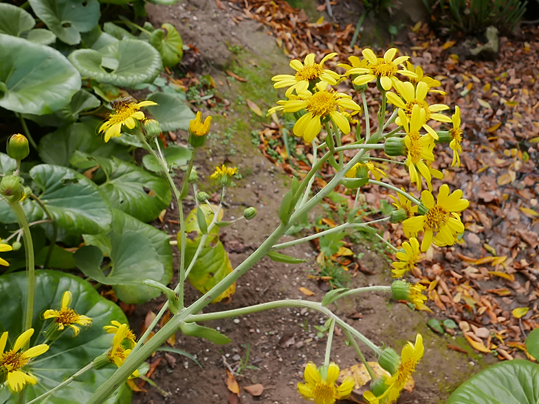 Tussilago japonica