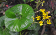 Tussilago japonica