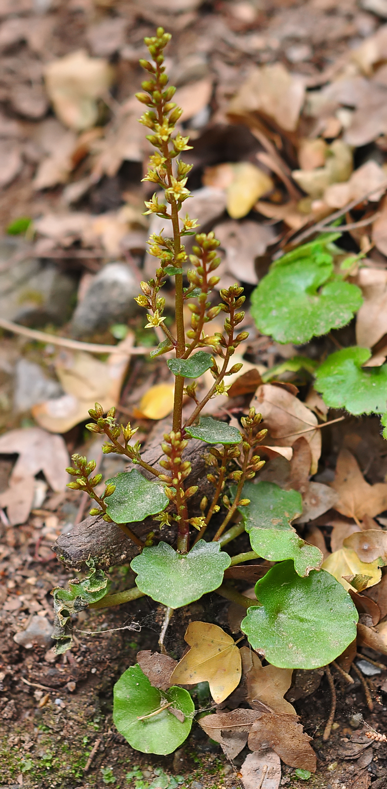 Umbilicus parviflorus